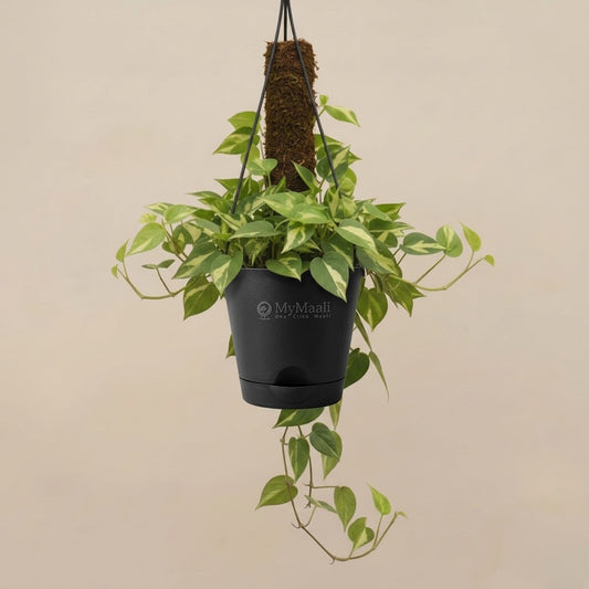 Money Plant Variegated With Hanging Pot And moss stick