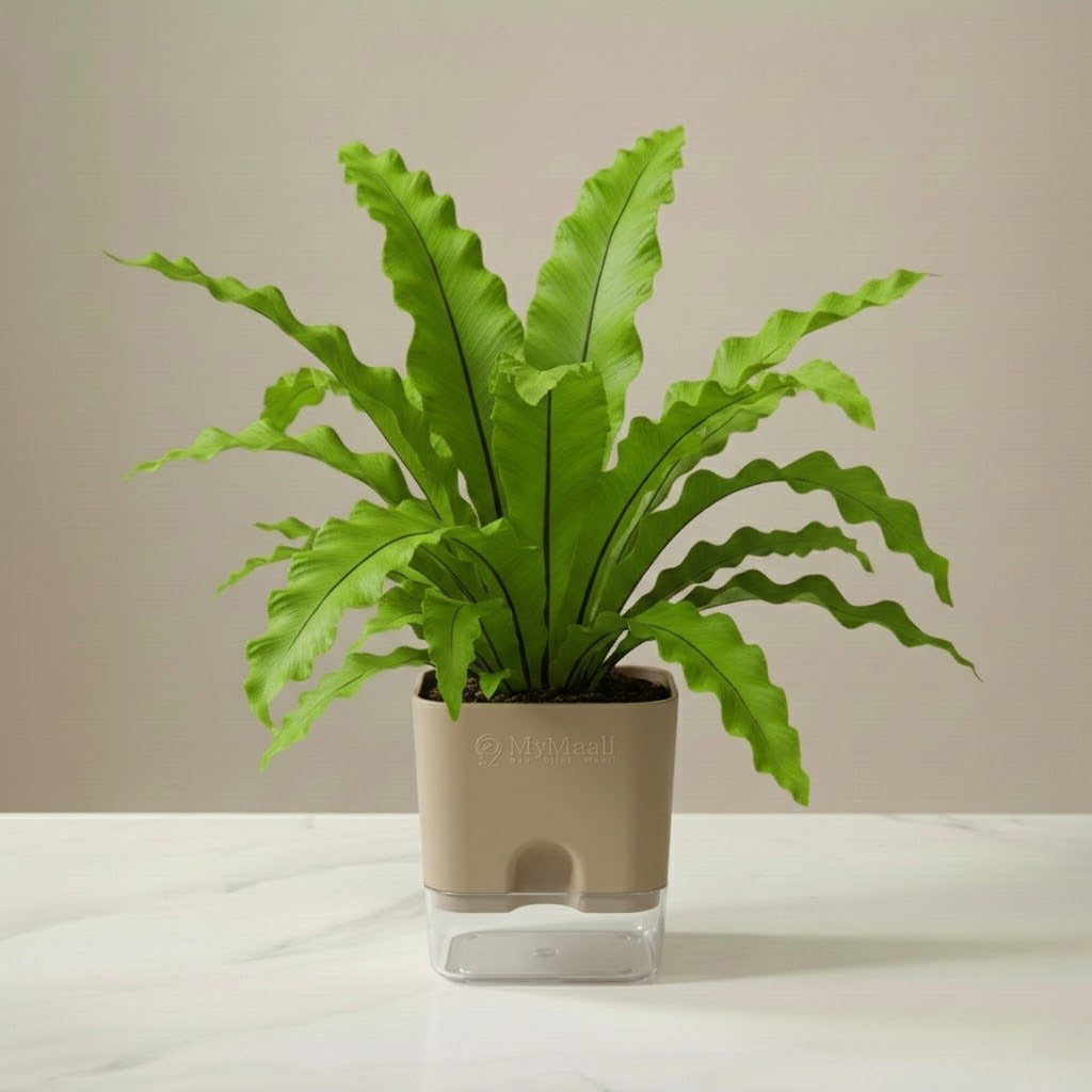 Osaka Bird Nest Fern