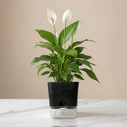 Peace Lily Plant
