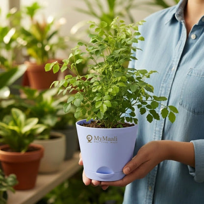The China Doll Plant