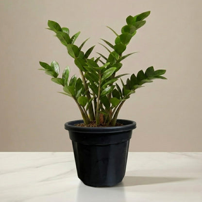 ZZ Plant