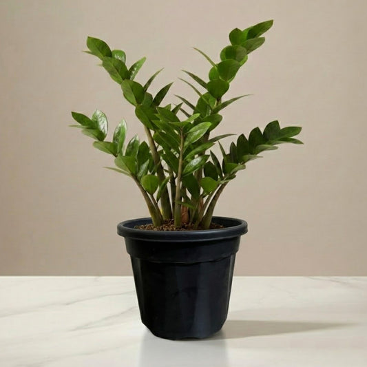 ZZ Plant