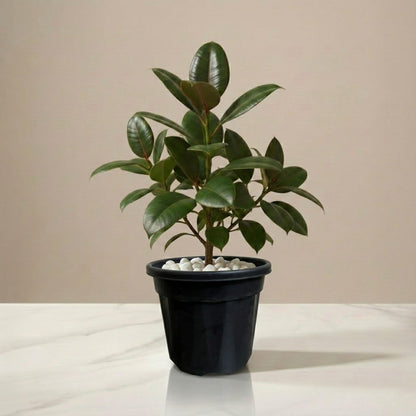 Rubber Plant