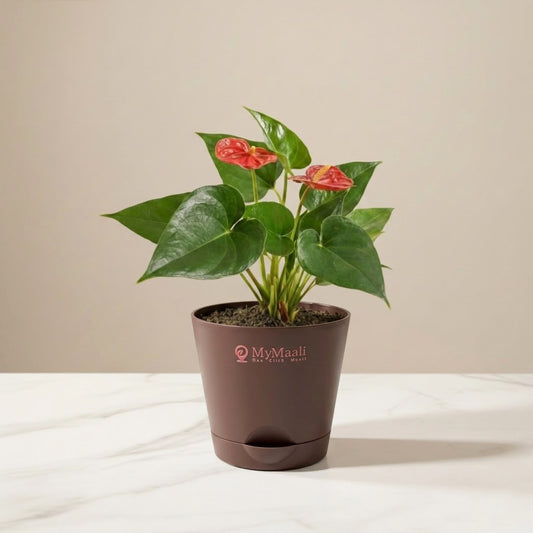 Anthurium Red Plant