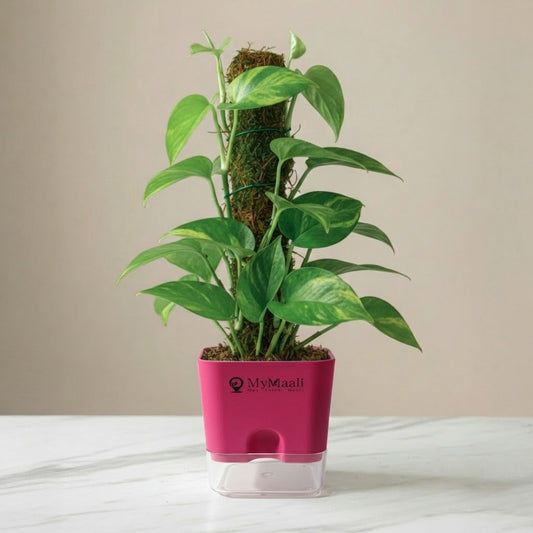 Oxycardium Green Plant with Moss Stick - Medium