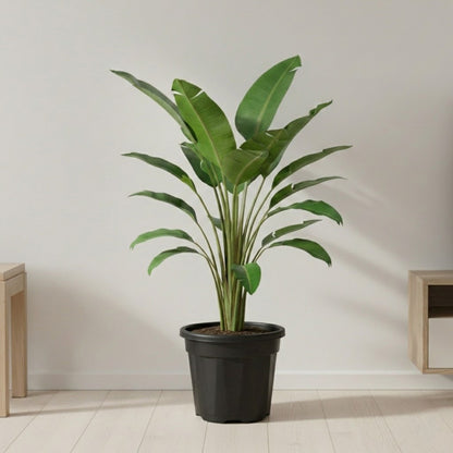 Bird of Paradise Plant