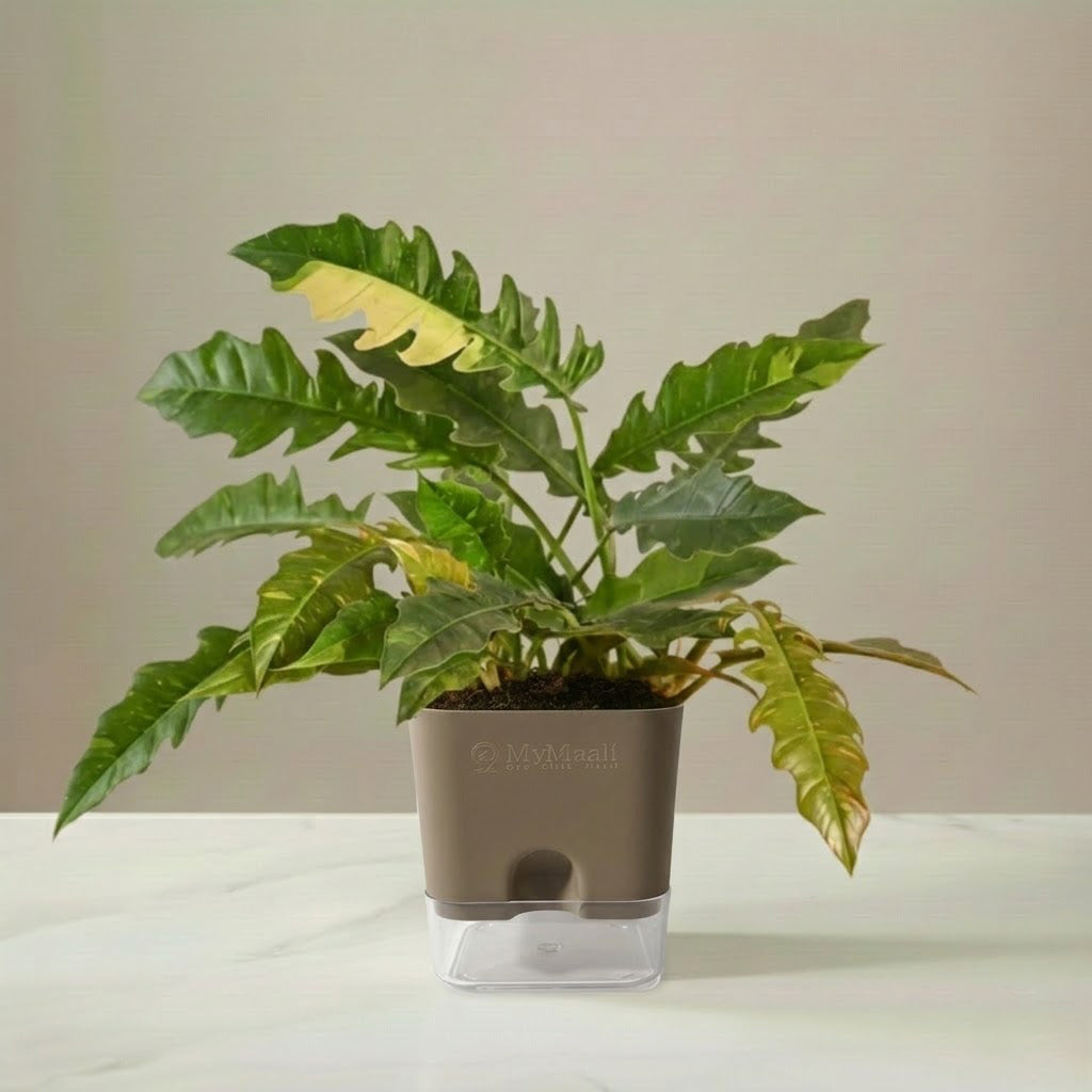 Philodendron Ring of Fire Variegated