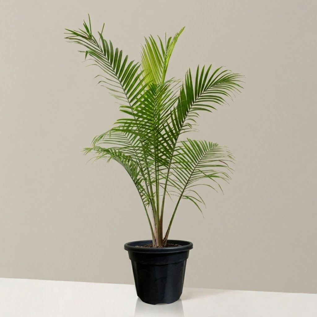 Areca Palm Plant