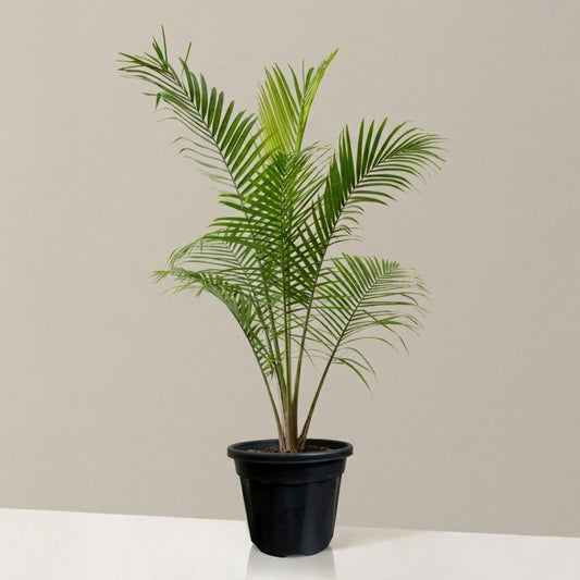 Areca Palm Plant