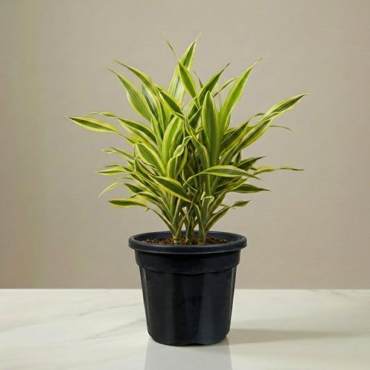 Dracena Lemon Lime Plant