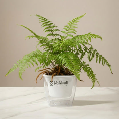 Rabbit's Foot Fern Plant