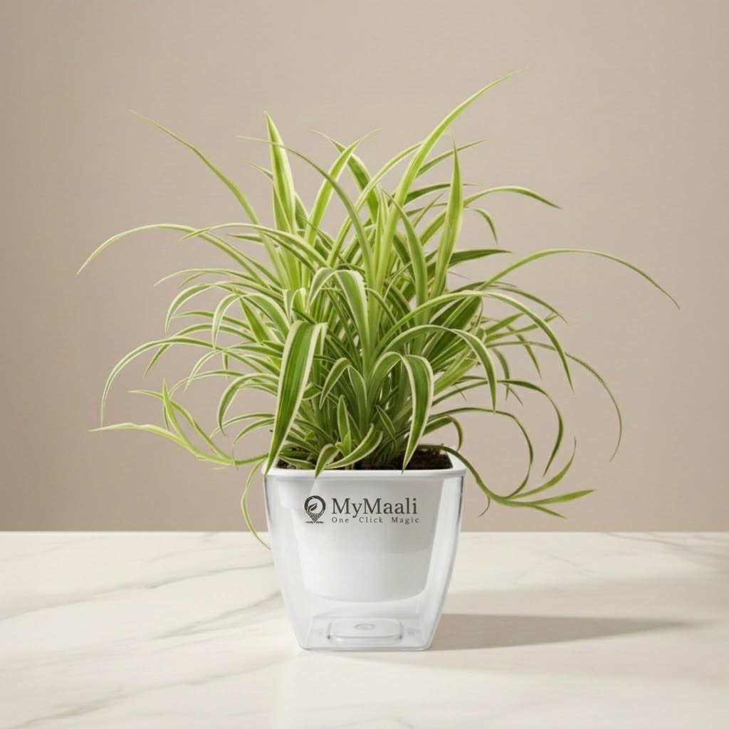 Chlorophytum Spider Plant