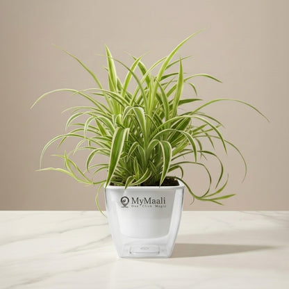 Chlorophytum Spider Plant