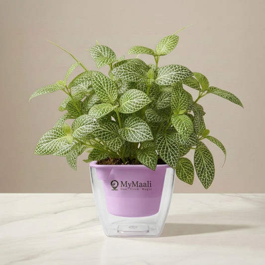 Fittonia Green Plant  (Nerve Plant)