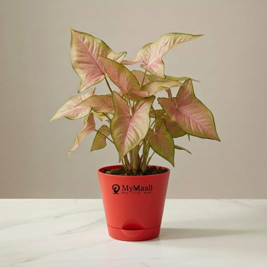 Syngonium Pink Plant