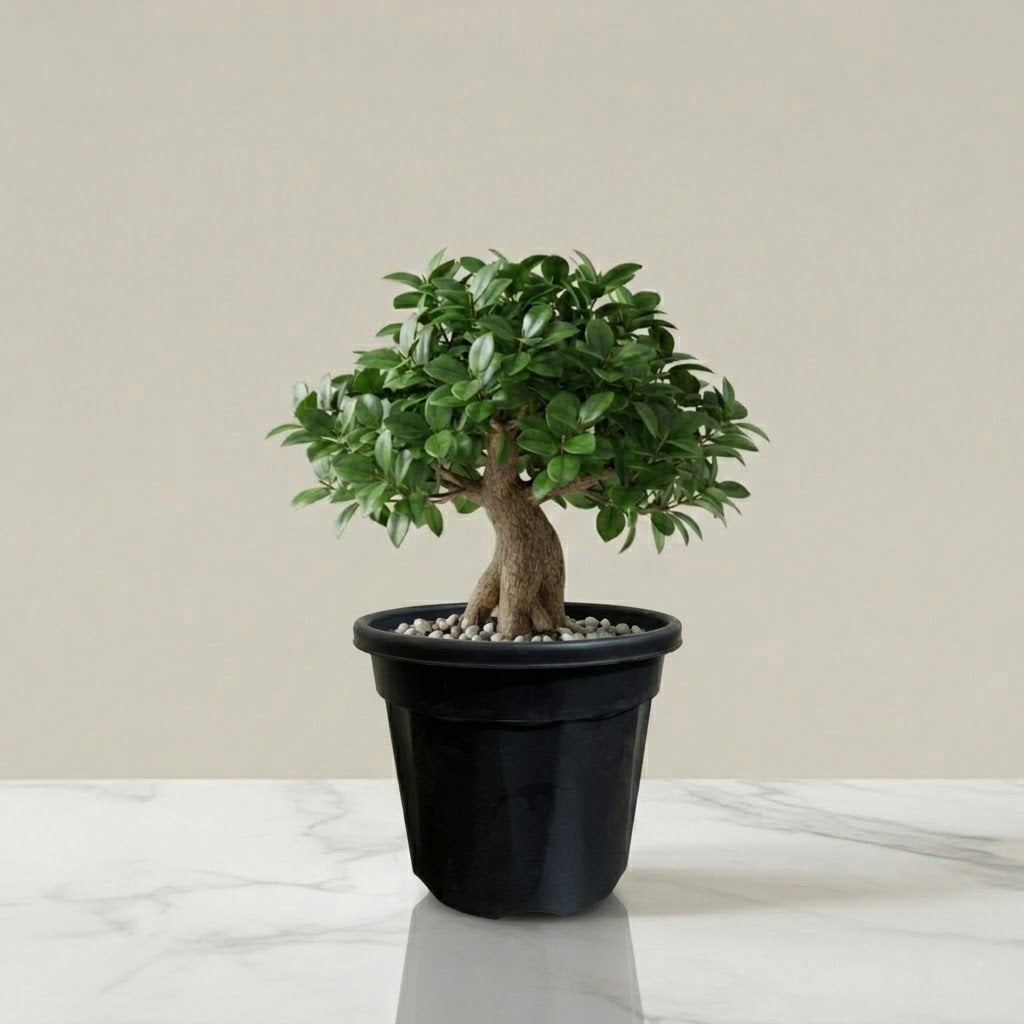 Ficus Bonsai Plant