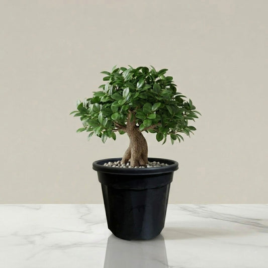 Ficus Bonsai Plant