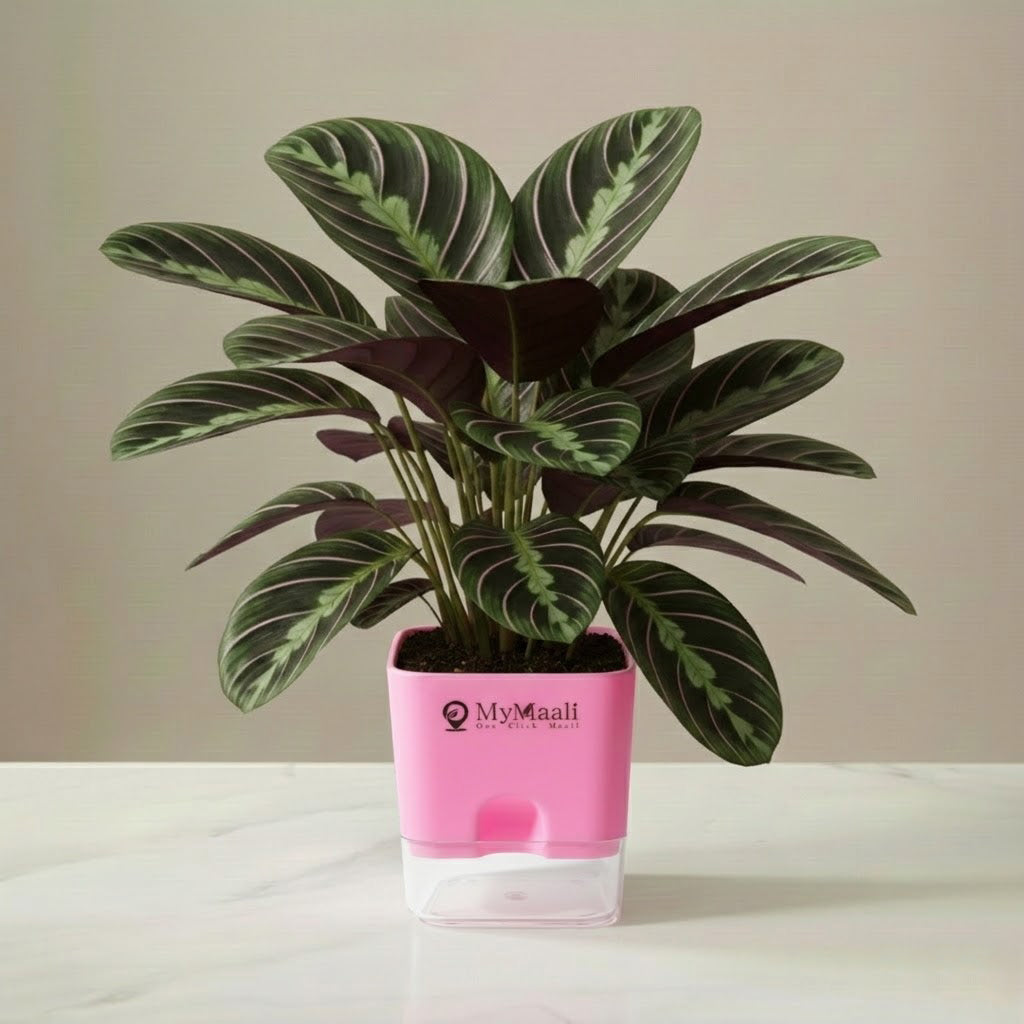 Calathea Sanderiana