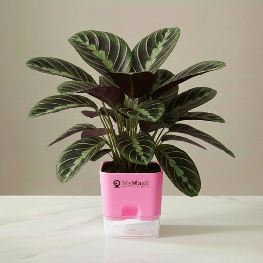 Calathea Sanderiana