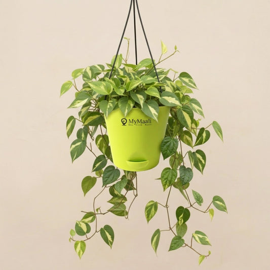 Money Plant Variegated With Hanging Pot