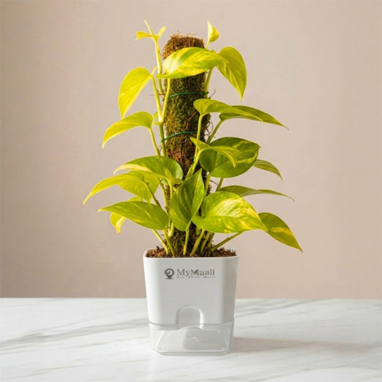 Oxycardium Golden Plant with Moss Stick - Medium