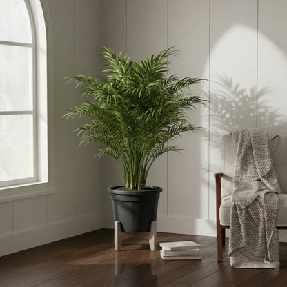 Areca Palm Plant