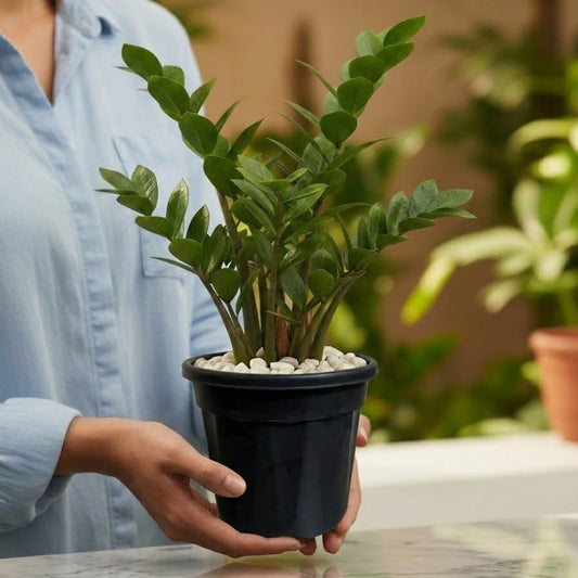 ZZ Plant