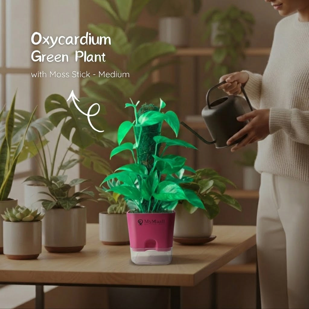 Oxycardium Green Plant with Moss Stick - Medium