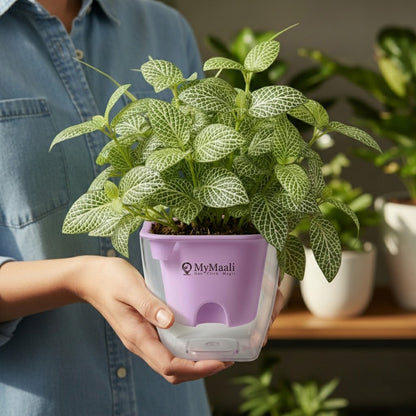Fittonia Green Plant  (Nerve Plant)