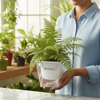 Rabbit's Foot Fern Plant
