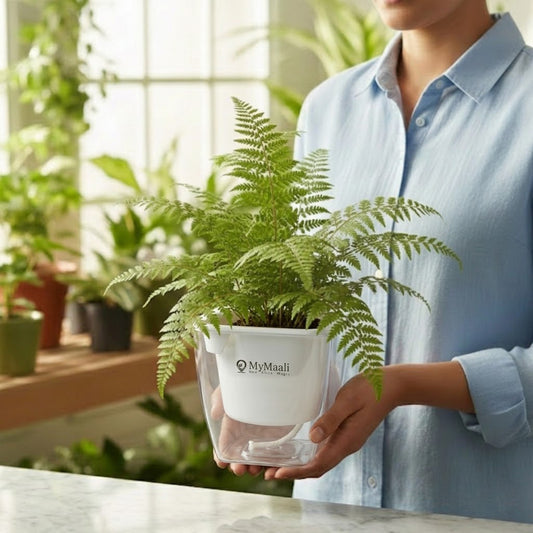 Rabbit's Foot Fern Plant