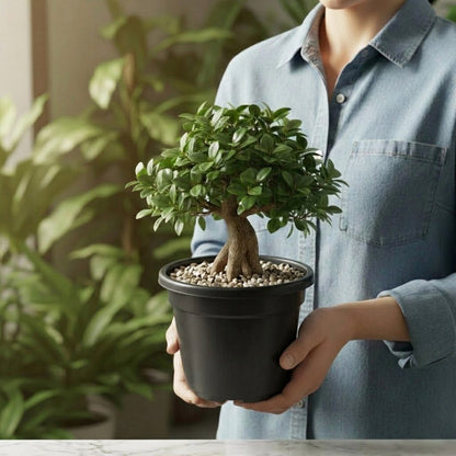 Ficus Bonsai Plant