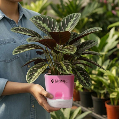 Calathea Sanderiana