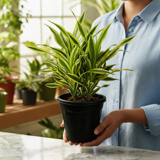 Dracena Lemon Lime Plant