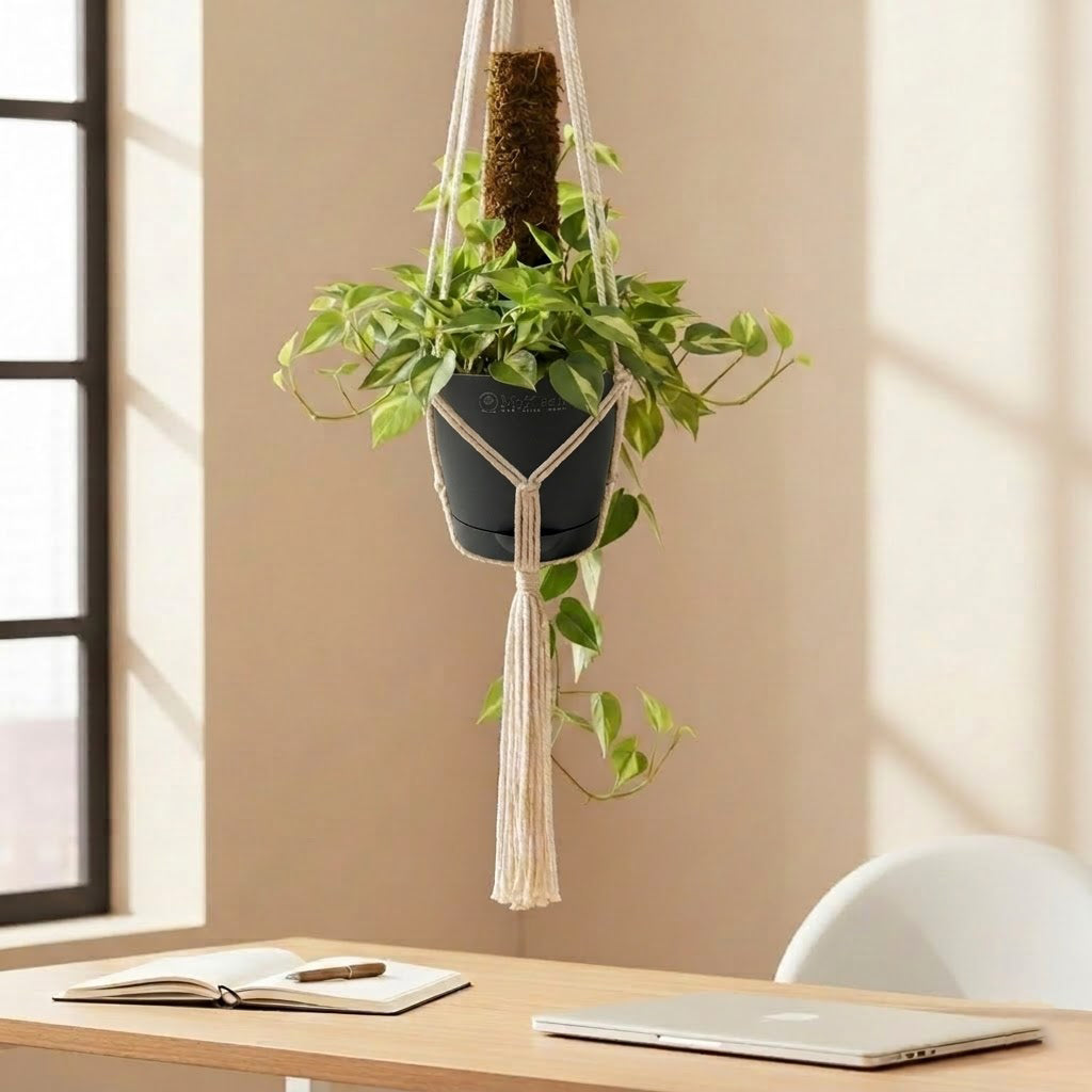 Money Plant Variegated With Hanging Pot And moss stick