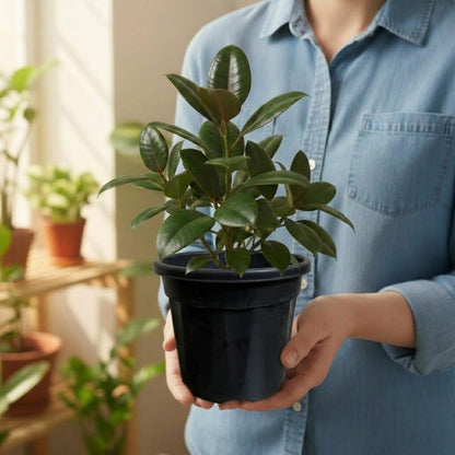 Rubber Plant
