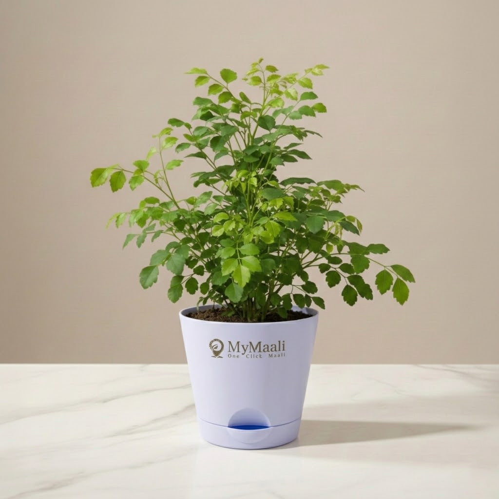 The China Doll Plant