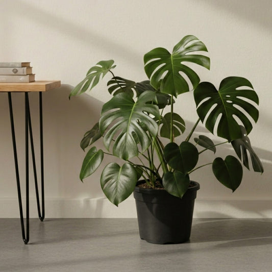 Monstera Deliciosa Plant (LARGE)