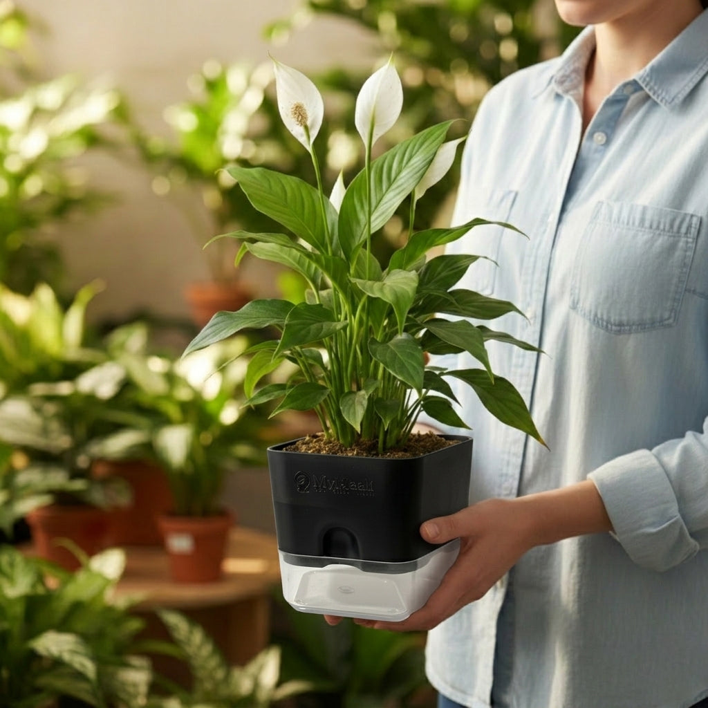 Peace Lily Plant