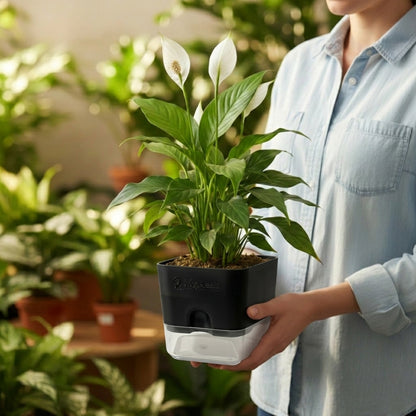 Peace Lily Plant