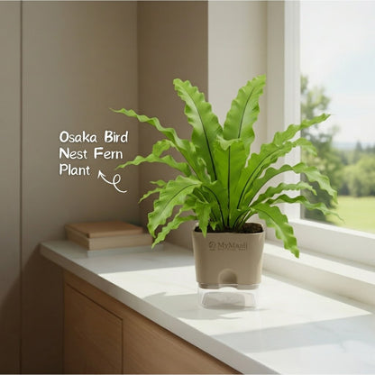 Osaka Bird Nest Fern