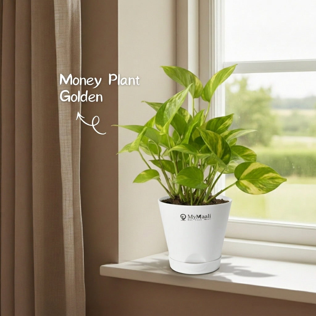 Money Plant Golden