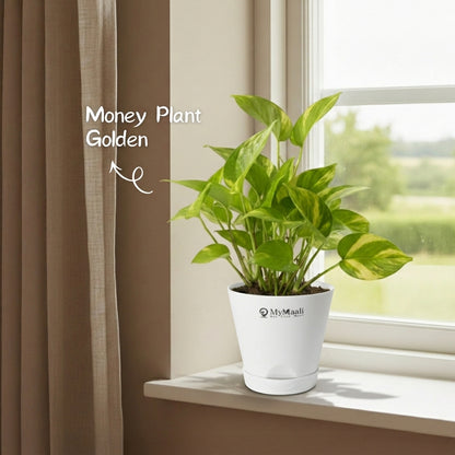 Money Plant Golden