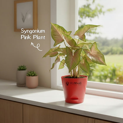 Syngonium Pink Plant