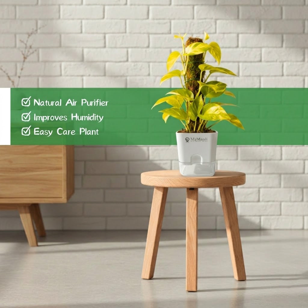 Oxycardium Golden Plant with Moss Stick - Medium
