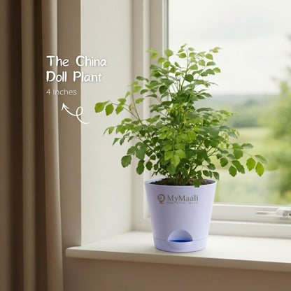 The China Doll Plant