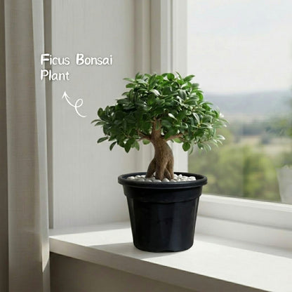 Ficus Bonsai Plant