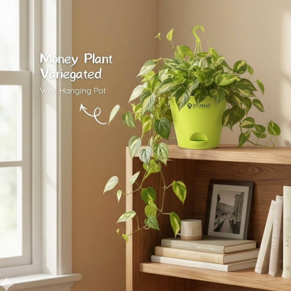 Money Plant Variegated With Hanging Pot