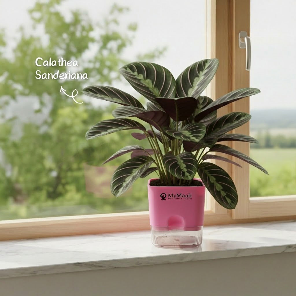 Calathea Sanderiana