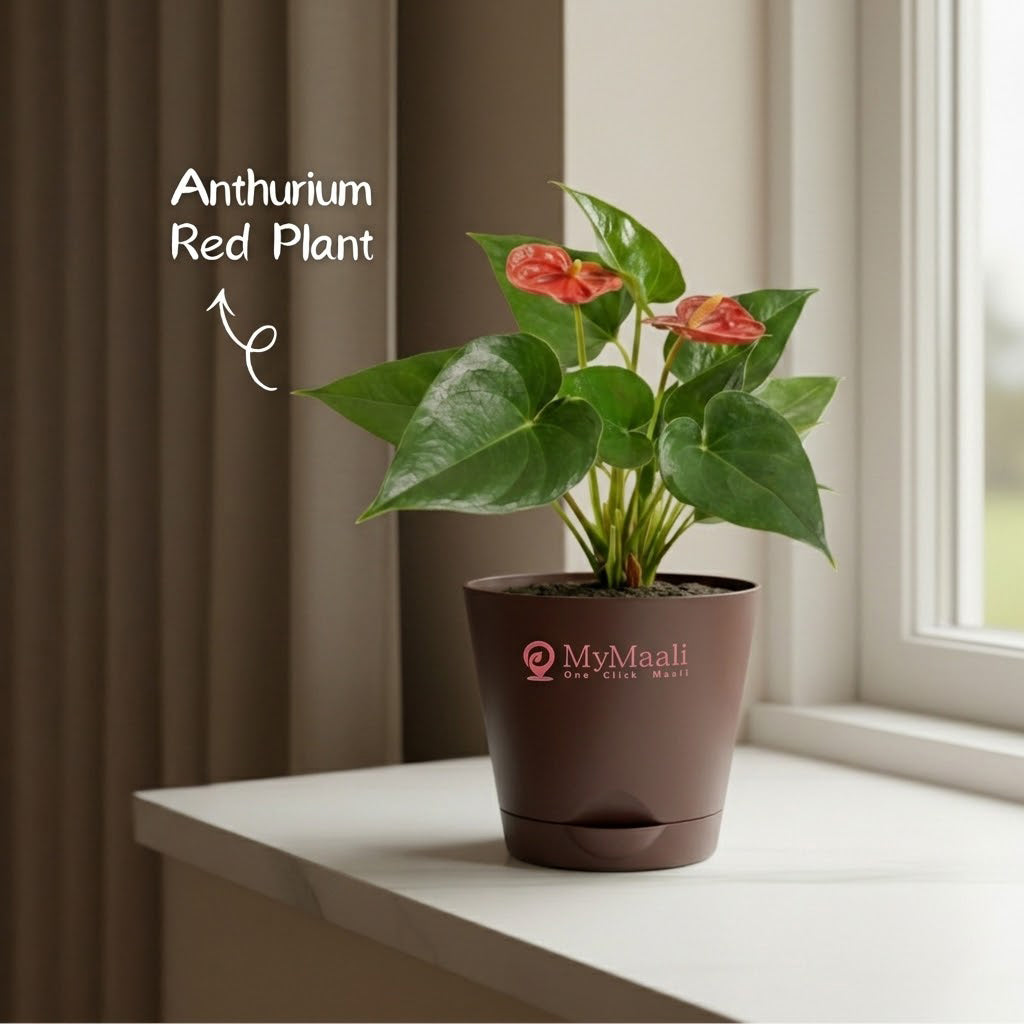Anthurium Red Plant